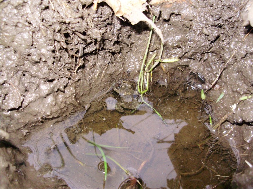 Tipologie di habitat dell''ululone nella collina atesina